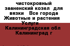 чистокровный зааненский козел  для вязки - Все города Животные и растения » Услуги   . Калининградская обл.,Калининград г.